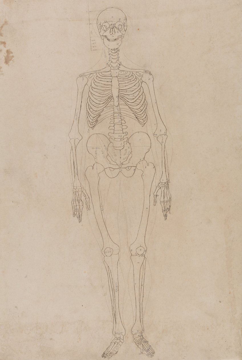 Een vergelijkende anatomische uiteenzetting van de structuur van het menselijk lichaam met dat van een tijger en een hoender: Menselijk skelet, vooraanzicht door George Stubbs