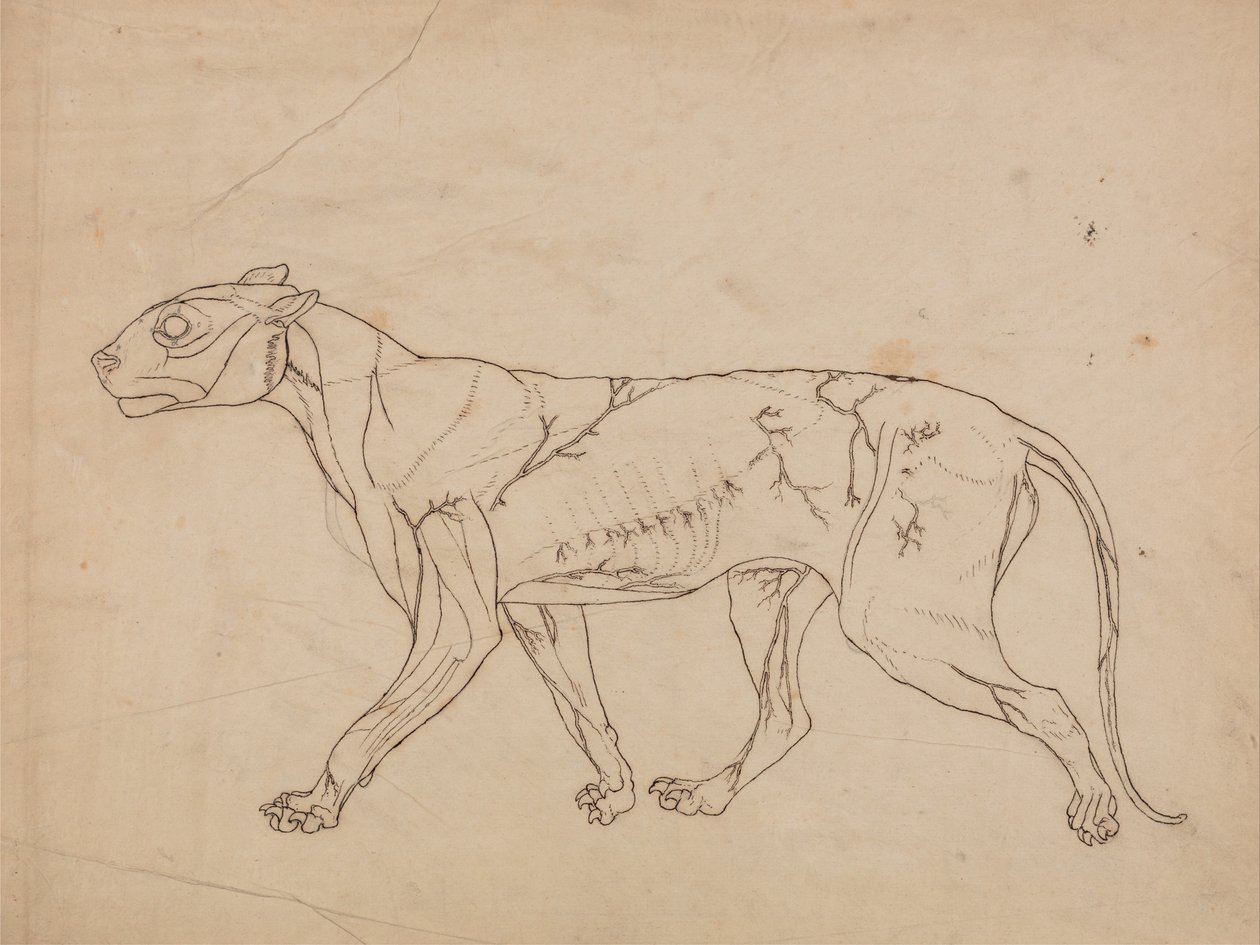 Een vergelijkende anatomische uiteenzetting van de structuur van het menselijk lichaam met dat van een tijger en een hoender:  Tiger Body, Lateral View (Overzichtsstudie van de oppervlaktespieren en hun bloedtoevoer, waarschijnlijk gemaakt voor een sleutel door George Stubbs
