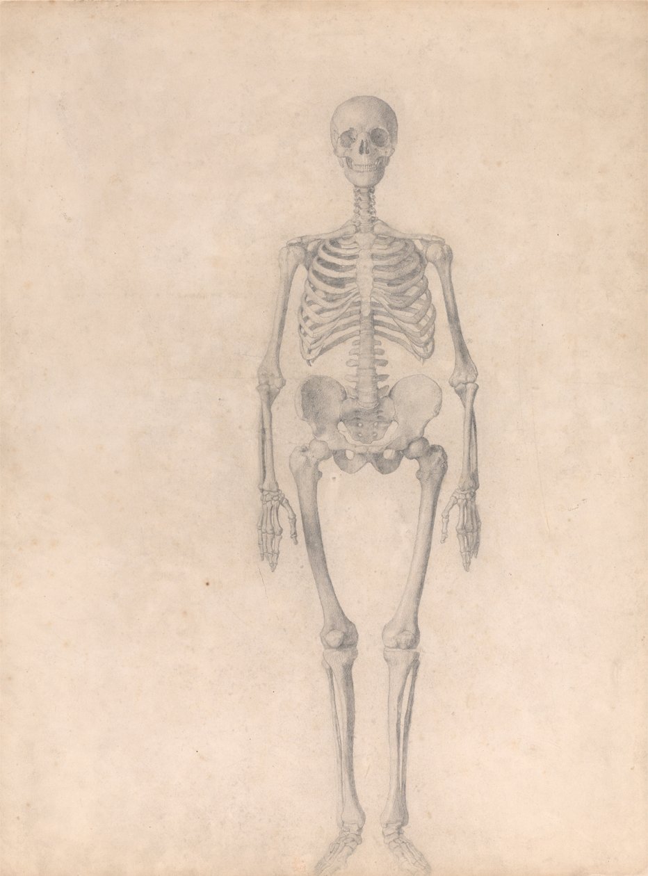 Een vergelijkende anatomische uiteenzetting van de structuur van het menselijk lichaam met dat van een tijger en een hoender: Menselijk skelet, vooraanzicht (voltooide studie voor tabel I) door George Stubbs