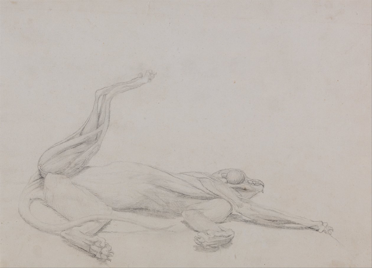 Een vergelijkende anatomische uiteenzetting van de structuur van het menselijk lichaam met dat van een tijger en een hoender:  Tijgerlichaam, liggend, centraal bekeken door George Stubbs