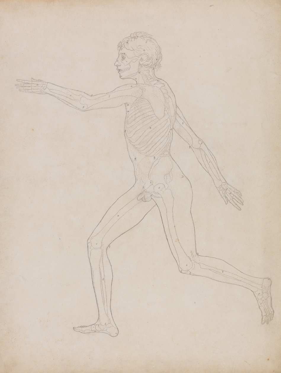 Een vergelijkende anatomische uiteenzetting van de structuur van het menselijk lichaam met dat van een tijger en een hoender: Menselijke figuur, zijaanzicht door George Stubbs
