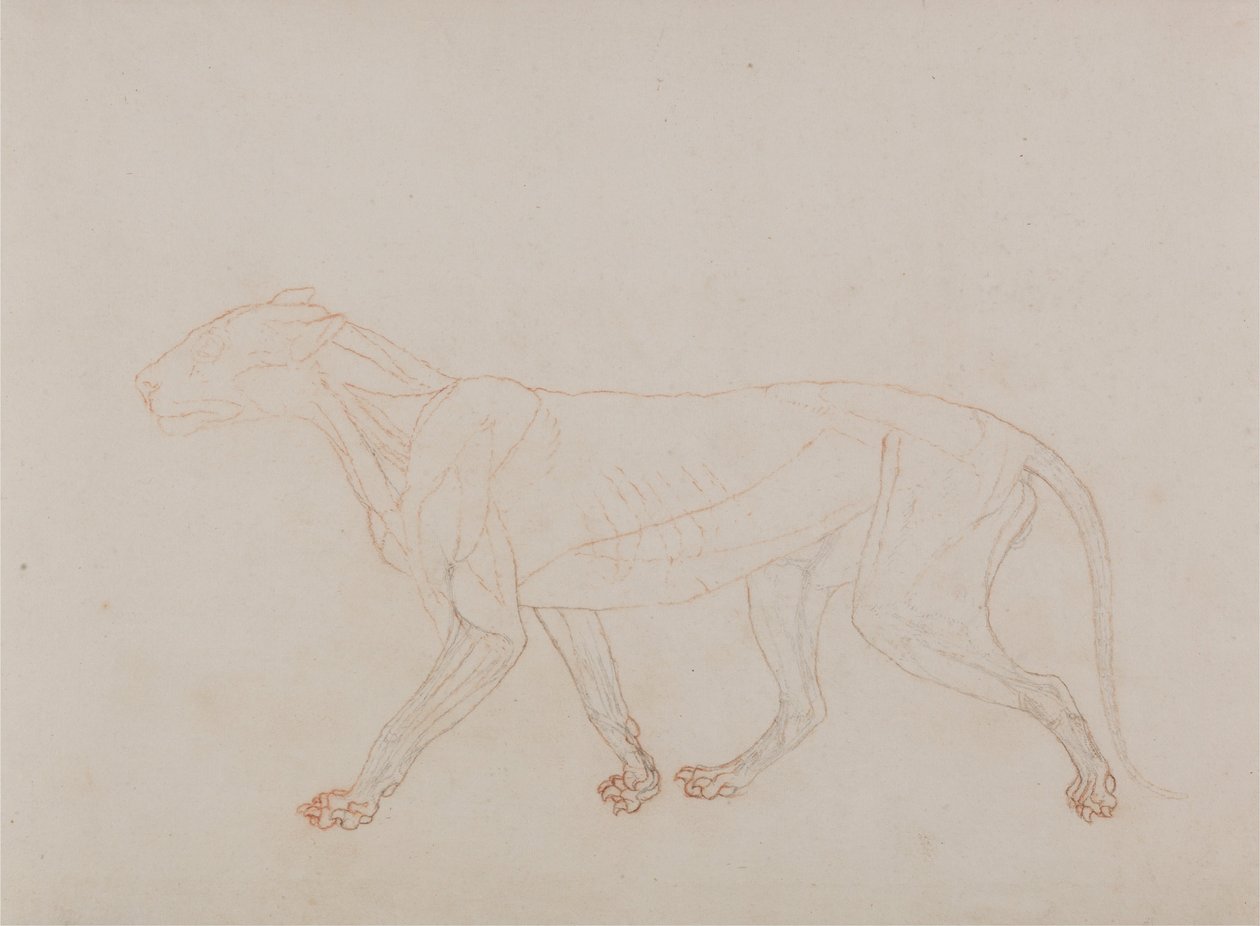 Een vergelijkende anatomische uiteenzetting van de structuur van het menselijk lichaam met dat van een tijger en een hoender: Tijgerlichaam, zijaanzicht (toont de derde fase in dissectie) door George Stubbs