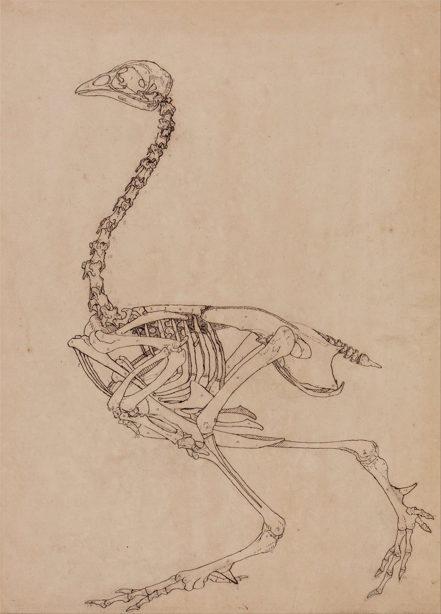 Een vergelijkende anatomische uiteenzetting van de structuur van het menselijk lichaam met dat van een tijger en een hoender:  Kippenskelet, zijaanzicht (studie voor de sleutelfiguur bij tabel V) door George Stubbs
