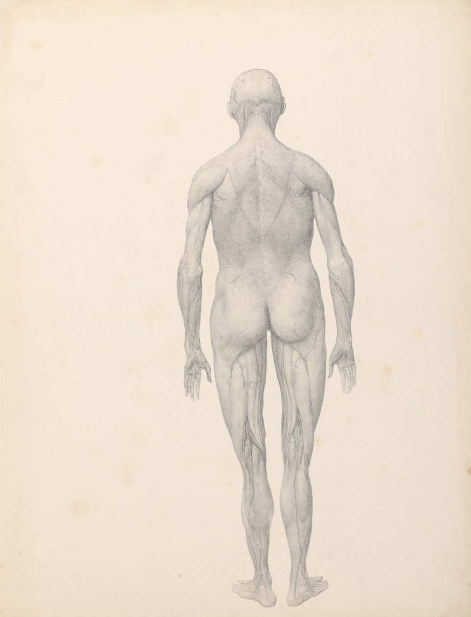 Een vergelijkende anatomische uiteenzetting van de structuur van het menselijk lichaam met dat van een tijger en een hoender:  Menselijke figuur, achteraanzicht, gedeeltelijk ontleed (voltooide studie voor tabel XII) door George Stubbs