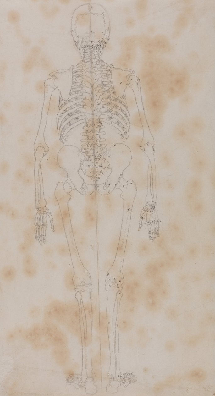 Een vergelijkende anatomische uiteenzetting van de structuur van het menselijk lichaam met dat van een tijger en een hoender: Menselijk skelet, achteraanzicht (Misschien wel de eerste van de studies van het skelet) door George Stubbs