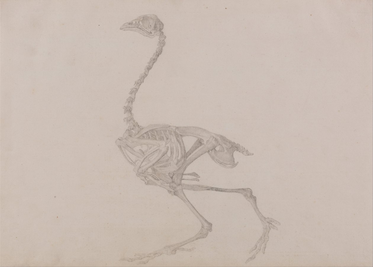 Een vergelijkende anatomische uiteenzetting van de structuur van het menselijk lichaam met dat van een tijger en een hoen:  Dorking Hen Skelet, zijaanzicht (voltooide studie voor een ongepubliceerde tabel) door George Stubbs
