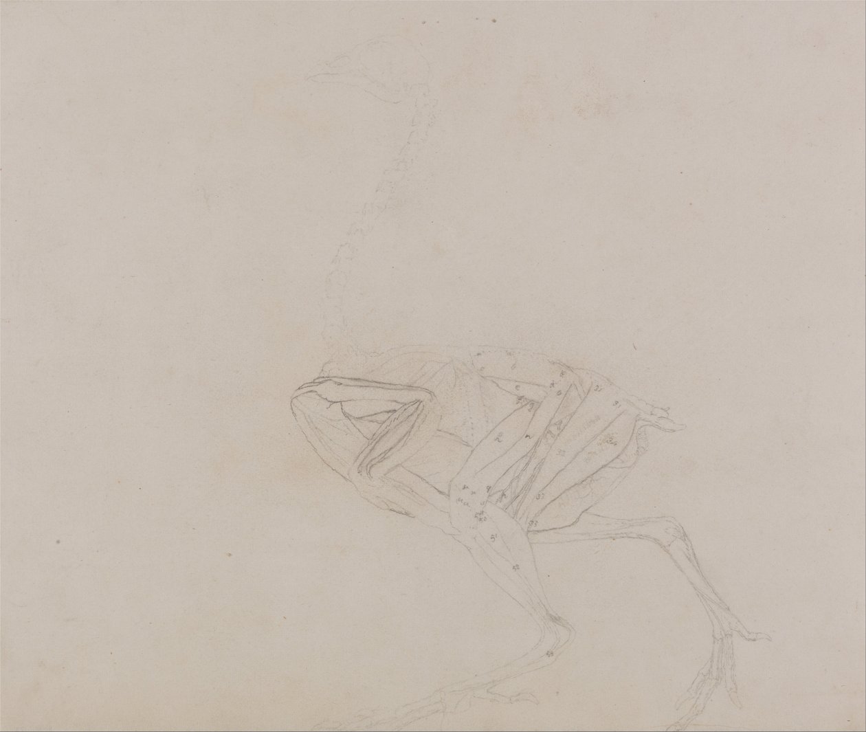 Een vergelijkende anatomische uiteenzetting van de structuur van het menselijk lichaam met dat van een tijger en een hoen:  Dorking Hen Body, Lateral View (Studie van de spieren van het lichaam en de ledematen in een later stadium van dissectie) door George Stubbs
