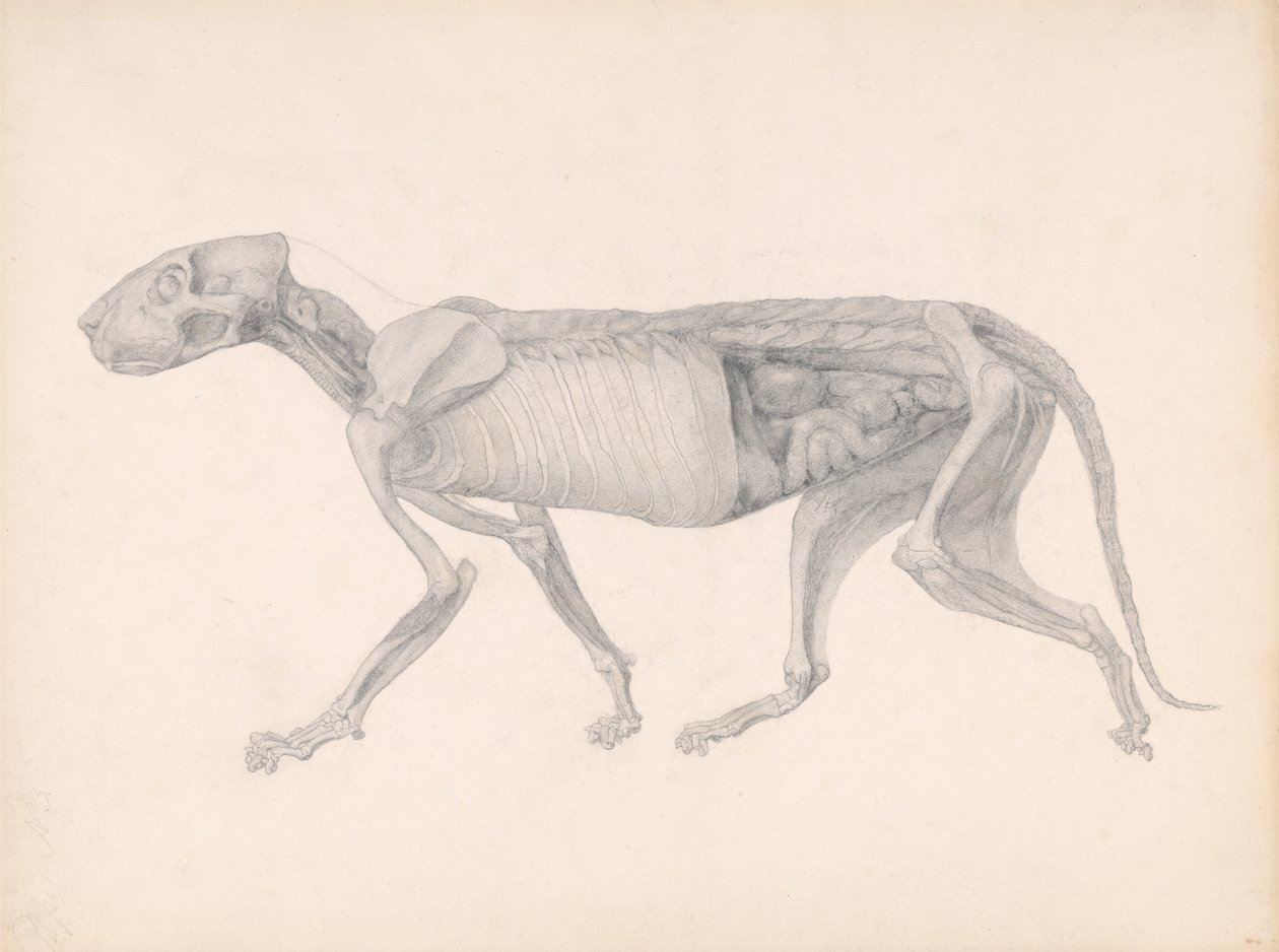Een vergelijkende anatomische uiteenzetting van de structuur van het menselijk lichaam met dat van een tijger en een hoender: Tiger Body, Lateral View (Studie voor een ongepubliceerde tabel; toont een laat stadium in dissectie) door George Stubbs
