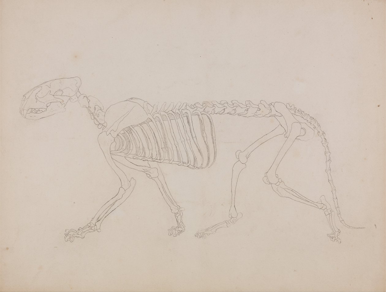 Een vergelijkende anatomische uiteenzetting van de structuur van het menselijk lichaam met dat van een tijger en een hoender: Tijgerskelet, zijaanzicht door George Stubbs
