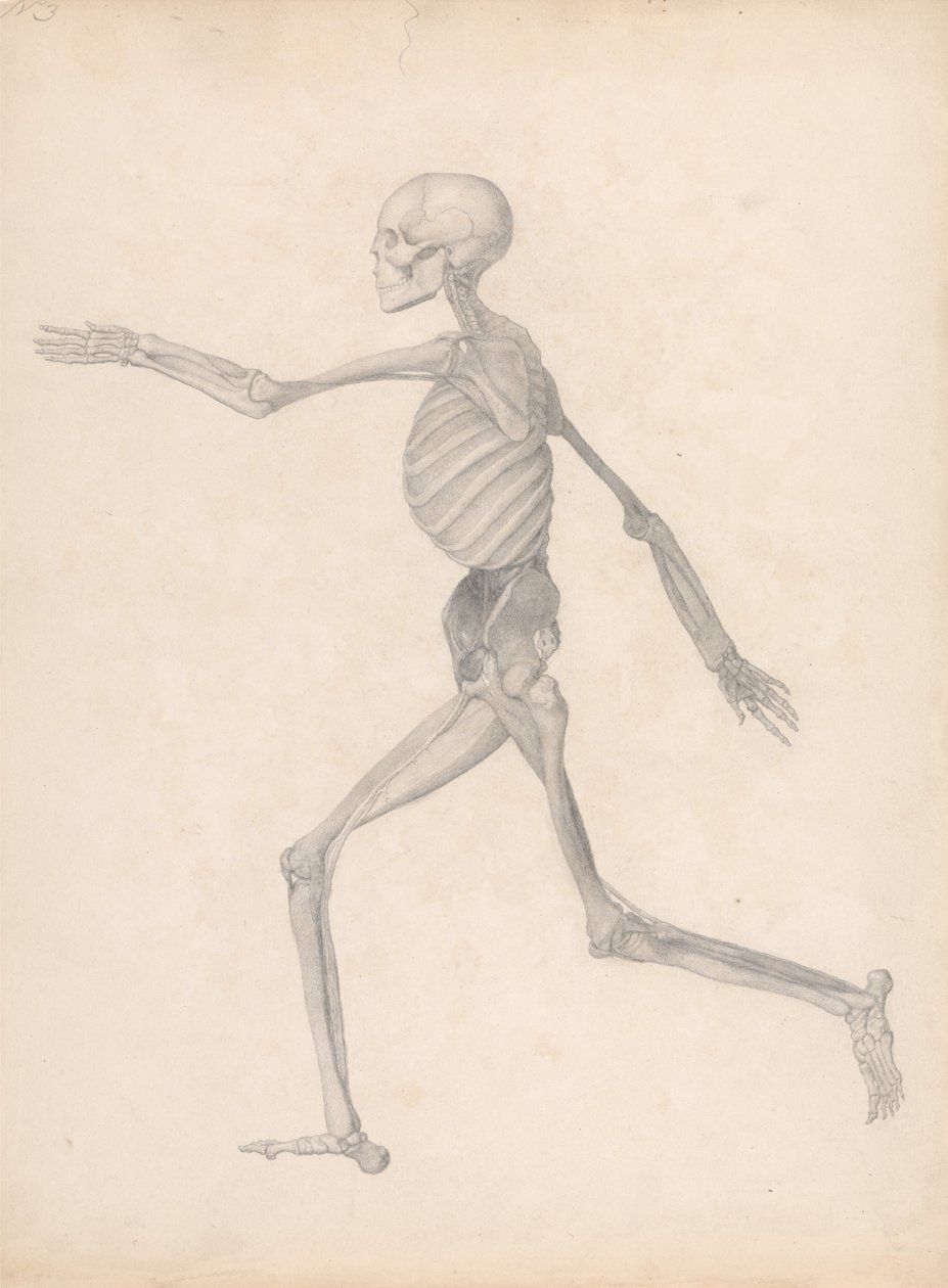 Een vergelijkende anatomische uiteenzetting van de structuur van het menselijk lichaam met dat van een tijger en een hoender: Human Figure, Lateral View (voltooide studie voor een ongepubliceerde tabel, die de laatste fase in de dissectie vertegenwoordigt) door George Stubbs