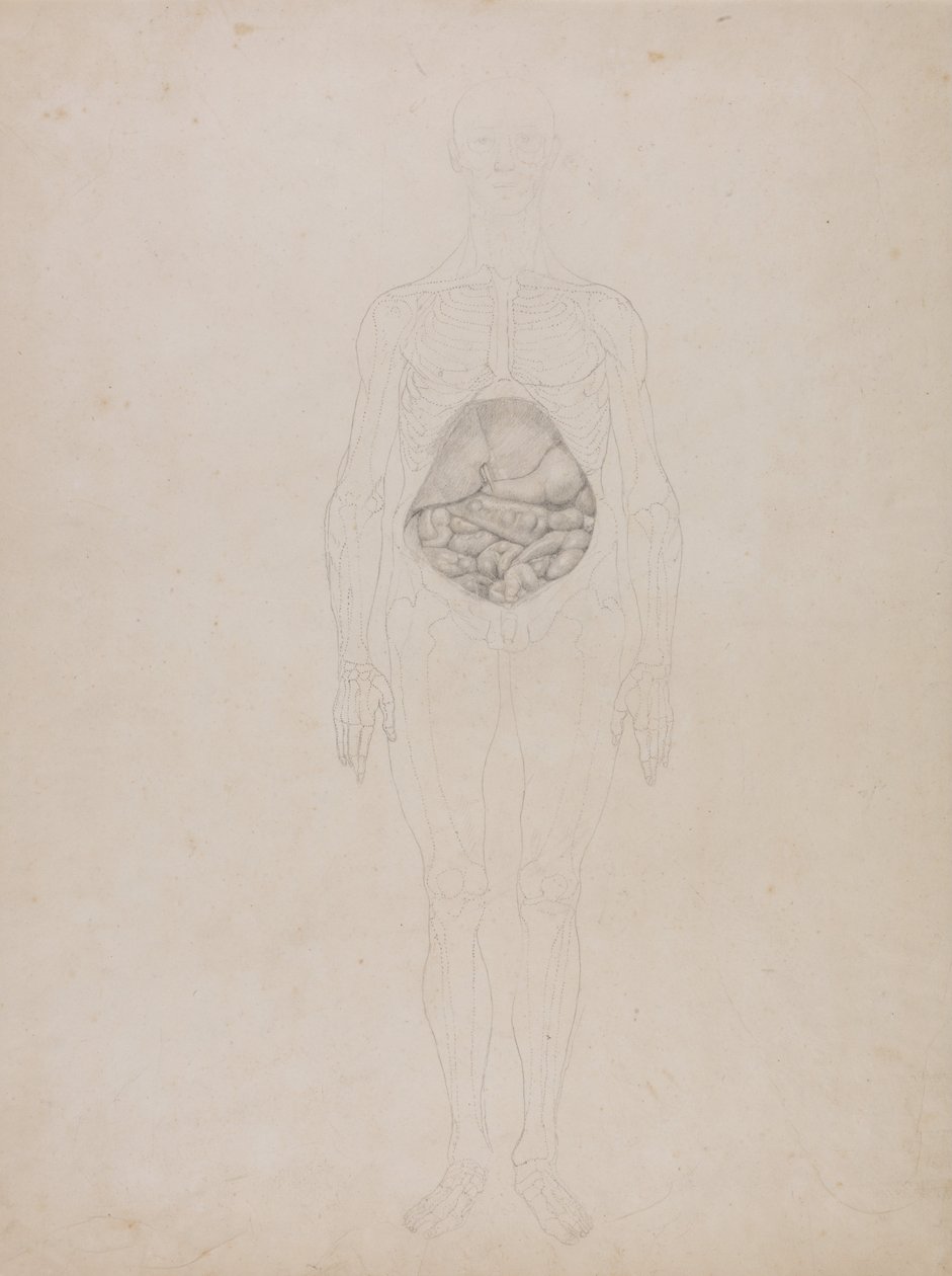 Een vergelijkende anatomische uiteenzetting van de structuur van het menselijk lichaam met dat van een tijger en een hoender: Menselijk Figuur, Vooraanzicht (Schetsmatige tekening) door George Stubbs