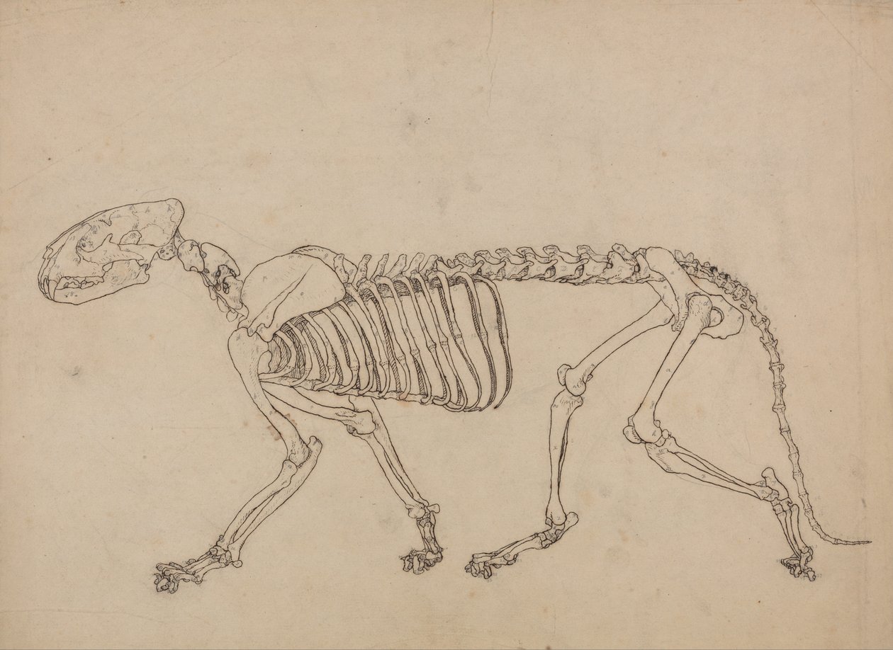 Een vergelijkende anatomische uiteenzetting van de structuur van het menselijk lichaam met dat van een tijger en een hoender: Tijgerskelet, zijaanzicht (studie voor de sleutelfiguur bij tabel IV) door George Stubbs