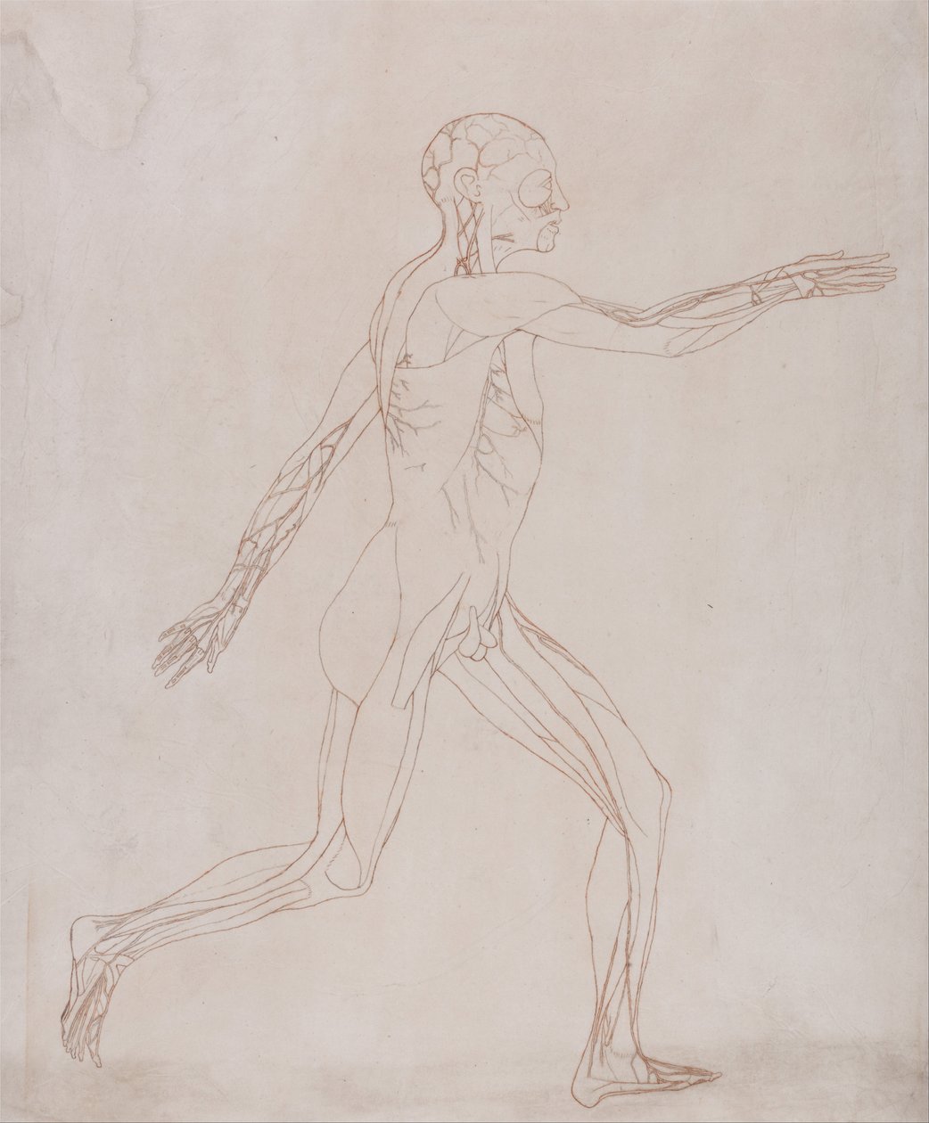 Een vergelijkende anatomische uiteenzetting van de structuur van het menselijk lichaam met dat van een tijger en een hoender: Figuur van de mens, zijaanzicht (voorbereid voor overbrenging naar de plaat van de sleutelfiguur bij tabel XIII) door George Stubbs