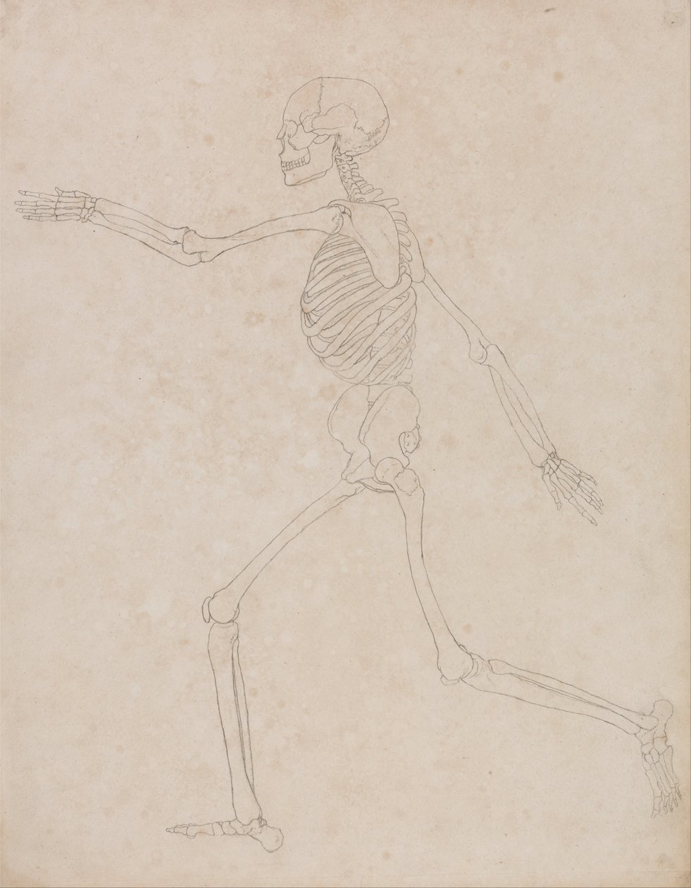 Een vergelijkende anatomische uiteenzetting van de structuur van het menselijk lichaam met dat van een tijger en een hoender: Menselijk skelet, zijaanzicht (kan oorspronkelijk zijn gemaakt voor gebruik als sleutelfiguur bij tabel III, maar is later losgela door George Stubbs
