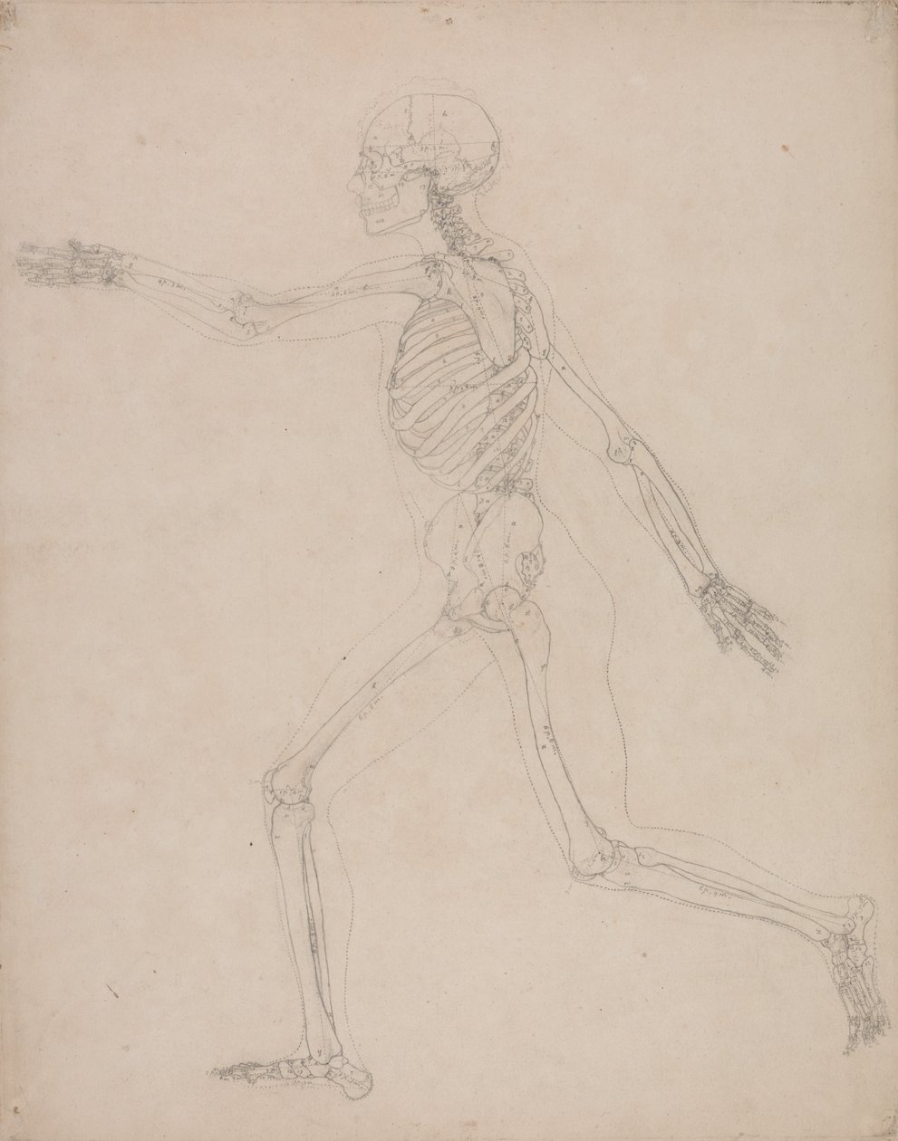 Een vergelijkende anatomische uiteenzetting van de structuur van het menselijk lichaam met dat van een tijger en een hoender: Menselijk skelet, zijaanzicht door George Stubbs