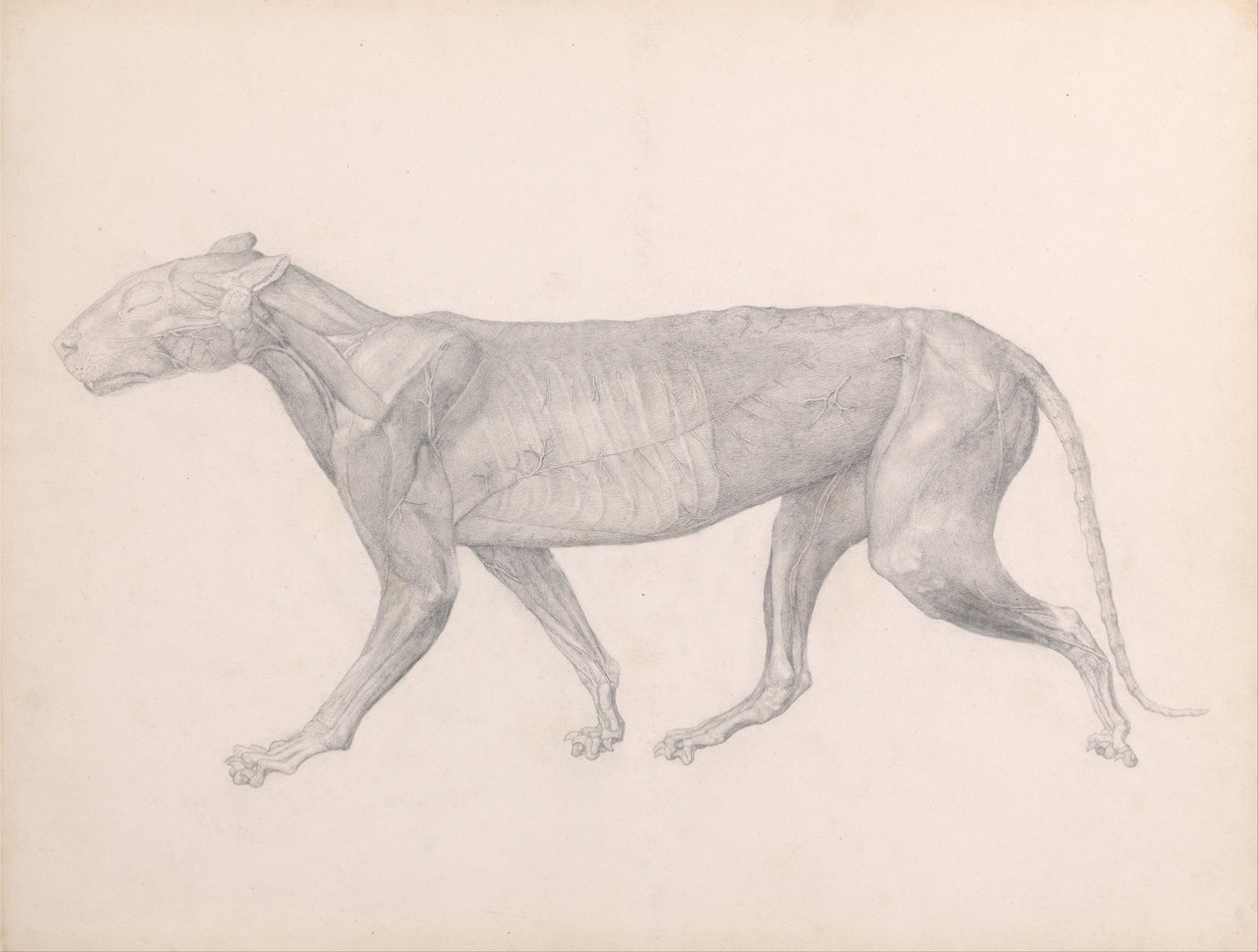 Een vergelijkende anatomische uiteenzetting van de structuur van het menselijk lichaam met dat van een tijger en een hoender:  Tijger, zijaanzicht, met het bindweefsel dat de spieren bedekt verwijderd (voltooide studie voor tabel XIV) door George Stubbs
