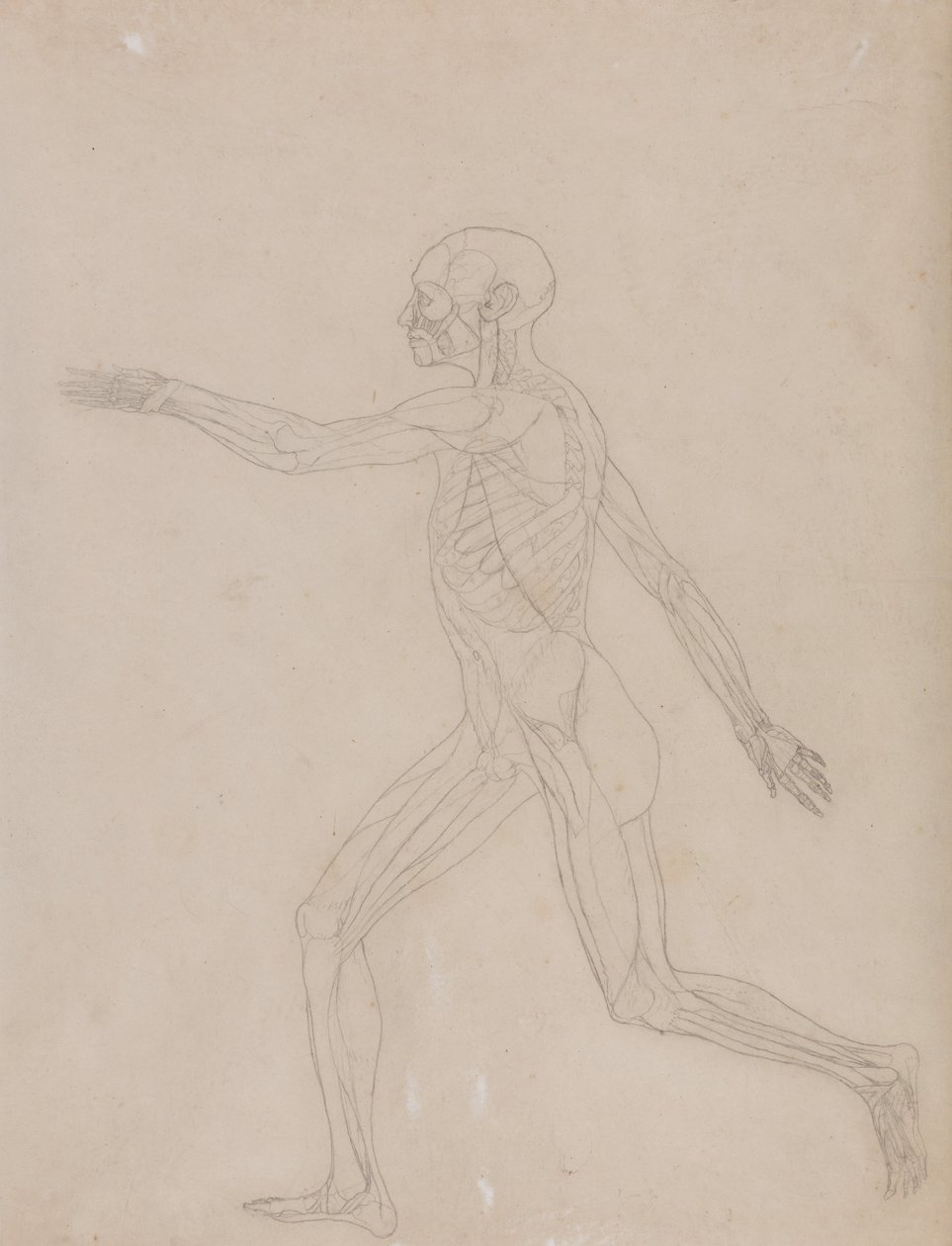 Een vergelijkende anatomische uiteenzetting van de structuur van het menselijk lichaam met dat van een tijger en een hoender: Menselijke figuur, zijaanzicht door George Stubbs
