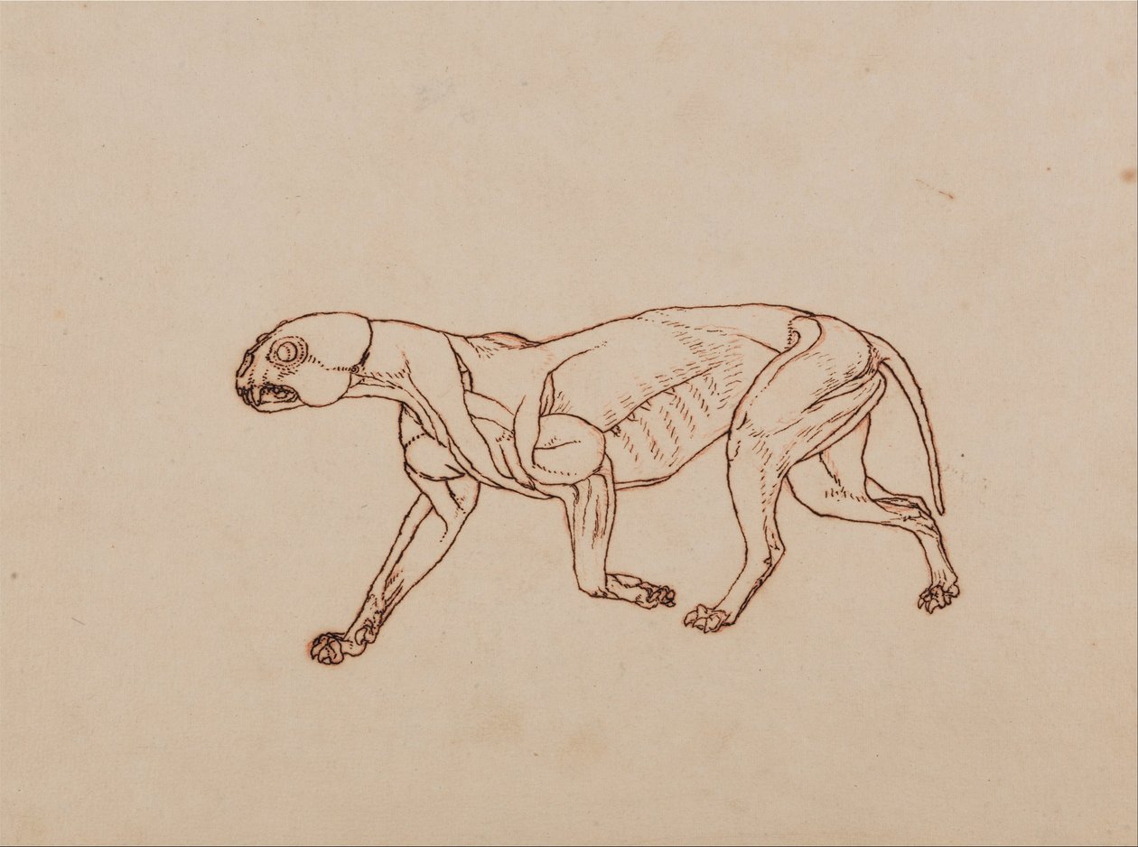 Een vergelijkende anatomische uiteenzetting van de structuur van het menselijk lichaam met dat van een tijger en een hoender:  Lichaam van een luipaard, zijaanzicht door George Stubbs