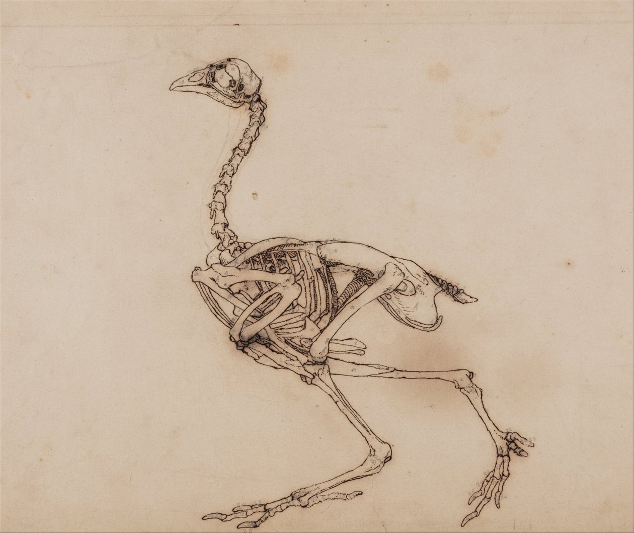 Een vergelijkende anatomische uiteenzetting van de structuur van het menselijk lichaam met dat van een tijger en een hoen:  Dorking Hen Skeleton, Lateral View (Waarschijnlijk voorbereid voor een ongepubliceerde sleutelfiguur) door George Stubbs