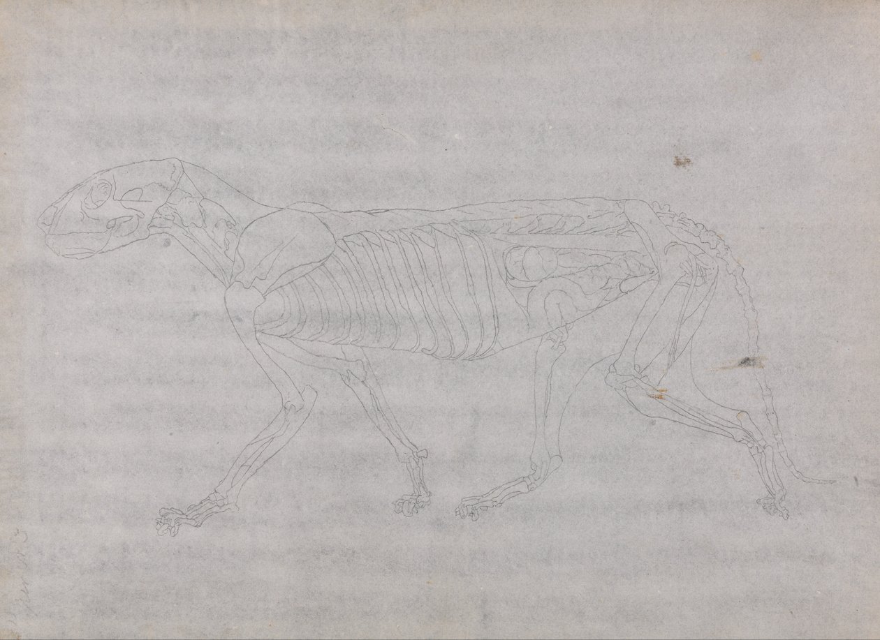 Een vergelijkende anatomische uiteenzetting van de structuur van het menselijk lichaam met dat van een tijger en een hoender: Tijgerlichaam, zijaanzicht door George Stubbs