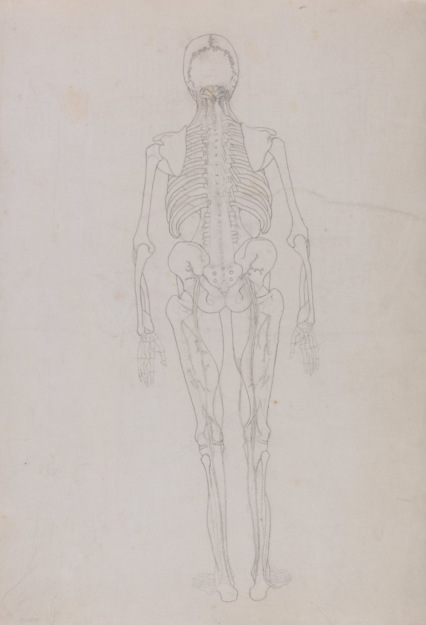 Een vergelijkende anatomische uiteenzetting van de structuur van het menselijk lichaam met dat van een tijger en een hoender: Human Figure, Posterior View (Schets van een sleutelfiguur in het laatste stadium van de ontleding) door George Stubbs