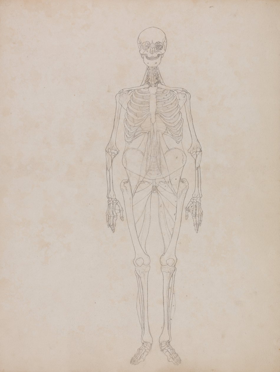 Een vergelijkende anatomische uiteenzetting van de structuur van het menselijk lichaam met dat van een tijger en een hoender:  Menselijk Figuur, Vooraanzicht (Schetsfiguur) door George Stubbs
