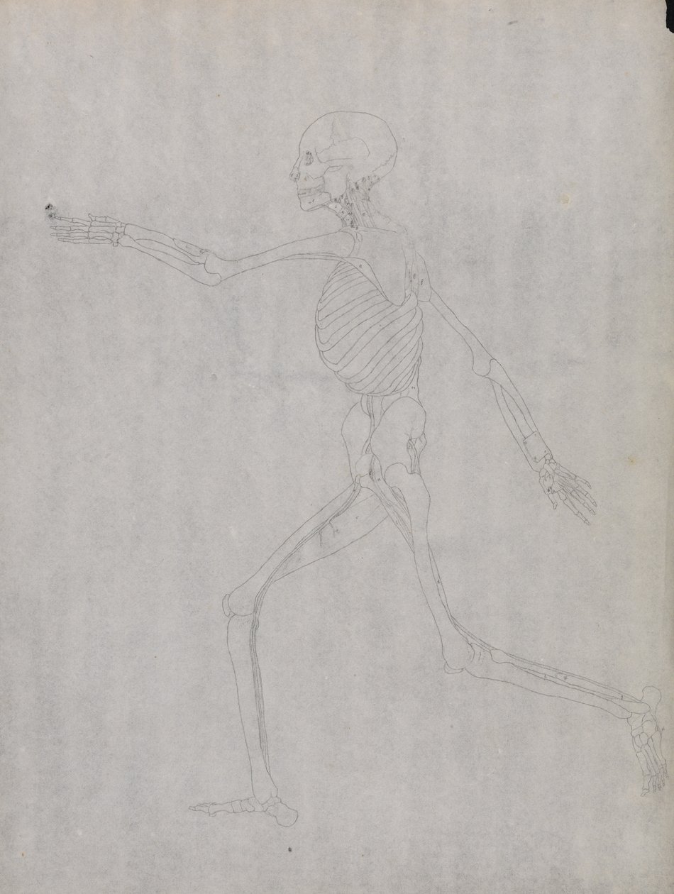 Een vergelijkende anatomische uiteenzetting van de structuur van het menselijk lichaam met dat van een tijger en een hoender: Menselijke figuur, zijaanzicht door George Stubbs