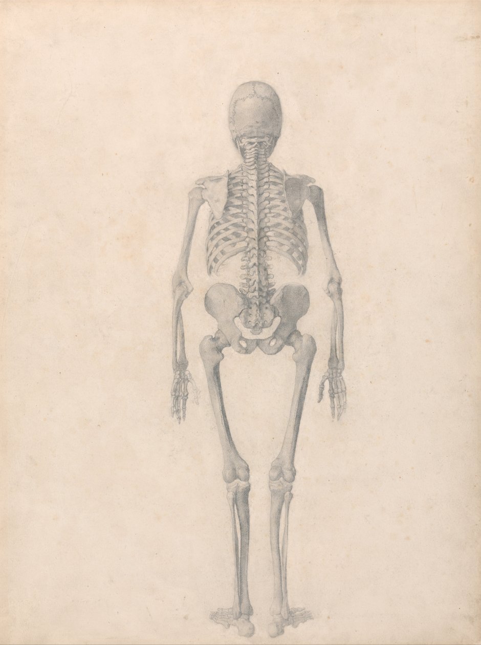 Een vergelijkende anatomische uiteenzetting van de structuur van het menselijk lichaam met dat van een tijger en een hoender: Menselijk skelet, achteraanzicht (voltooide studie voor tabel II) door George Stubbs