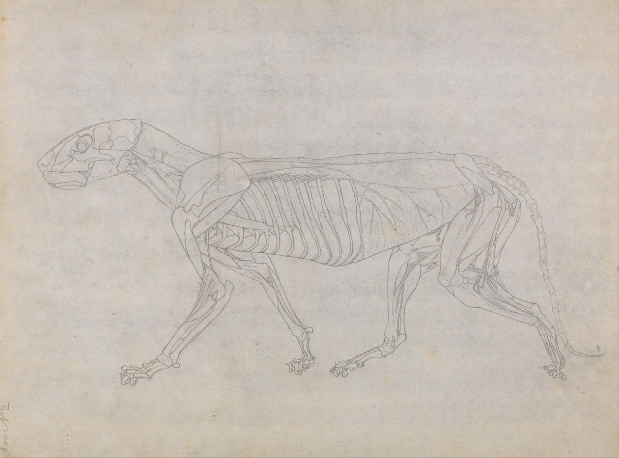 Een vergelijkende anatomische uiteenzetting van de structuur van het menselijk lichaam met dat van een tijger en een hoender: Tijgerlichaam, zijaanzicht door George Stubbs