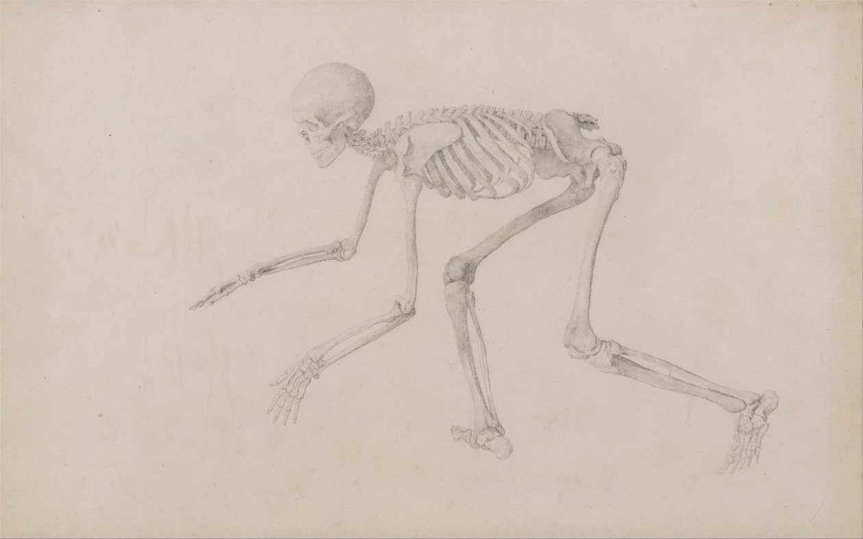 Een vergelijkende anatomische uiteenzetting van de structuur van het menselijk lichaam met dat van een tijger en een hoender: Menselijk skelet, zijaanzicht (in kruiphouding; voltooide studie voor een ongepubliceerde tabel) door George Stubbs