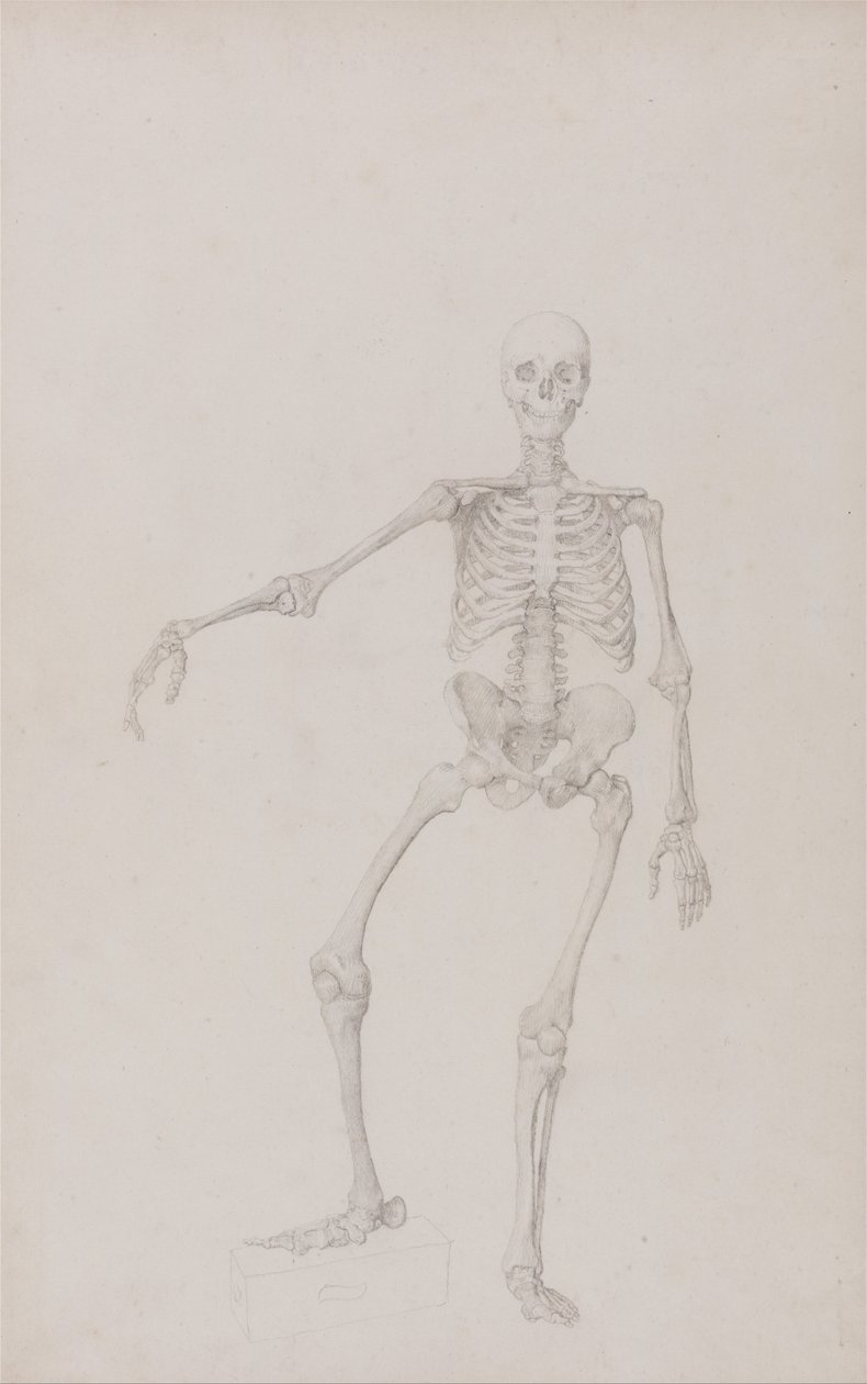 Een vergelijkende anatomische uiteenzetting van de structuur van het menselijk lichaam met dat van een tijger en een hoender: Menselijk skelet, vooraanzicht (rechterarm gestrekt; voltooide studie voor ongepubliceerde tabel) door George Stubbs