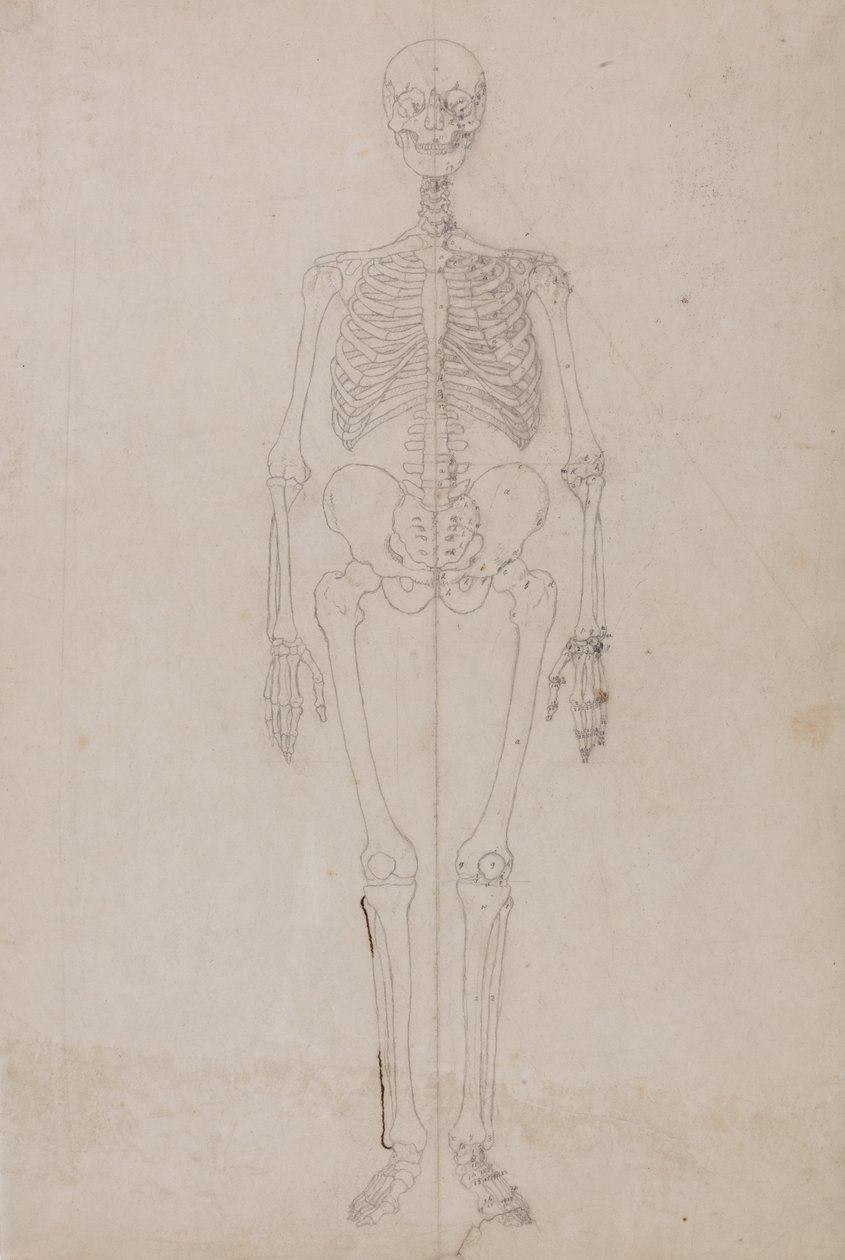 Een vergelijkende anatomische uiteenzetting van de structuur van het menselijk lichaam met dat van een tijger en een hoender:  Menselijk skelet, vooraanzicht (Eindstudie) door George Stubbs