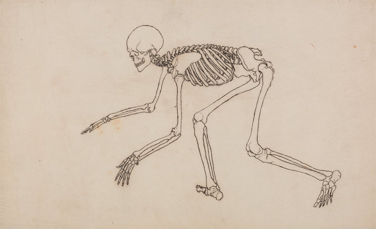Een vergelijkende anatomische uiteenzetting van de structuur van het menselijk lichaam met dat van een tijger en een hoender: Menselijk skelet, zijaanzicht door George Stubbs