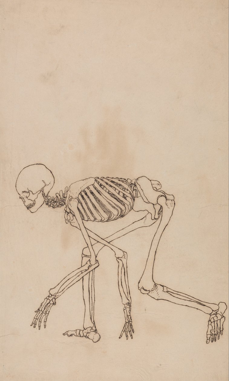 Een vergelijkende anatomische uiteenzetting van de structuur van het menselijk lichaam met dat van een tijger en een hoender: Menselijk skelet, zijaanzicht door George Stubbs