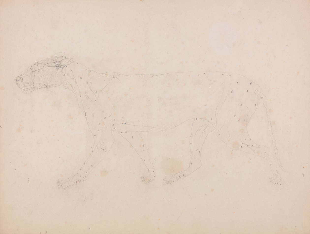Een vergelijkende anatomische uiteenzetting van de structuur van het menselijk lichaam met dat van een tijger en een hoender: Tijgerlichaam, zijaanzicht (spierstudie voor de sleutelfiguur bij tabel IX) door George Stubbs