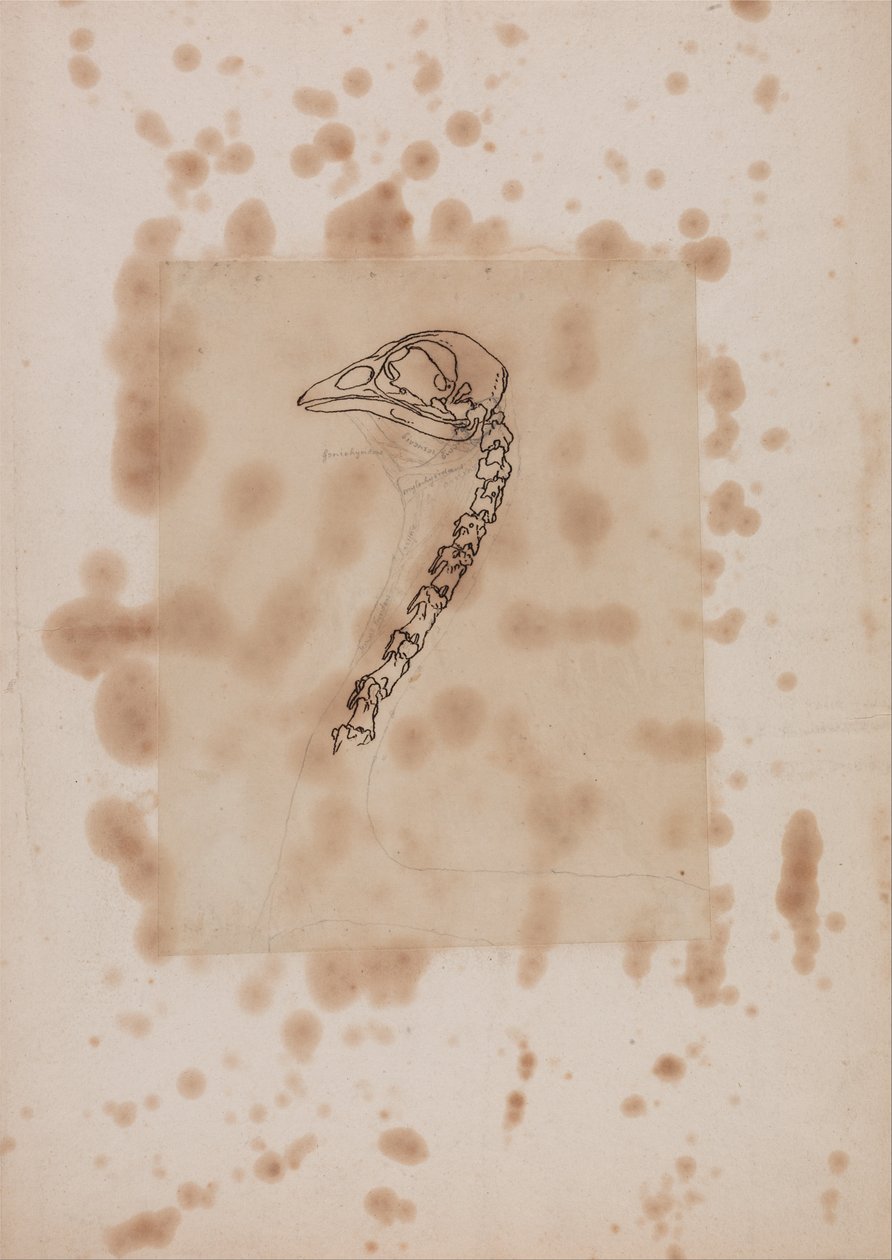 Een vergelijkende anatomische uiteenzetting van de structuur van het menselijk lichaam met dat van een tijger en een hoender:  Hoenderhoofd en -nek, zijaanzicht door George Stubbs
