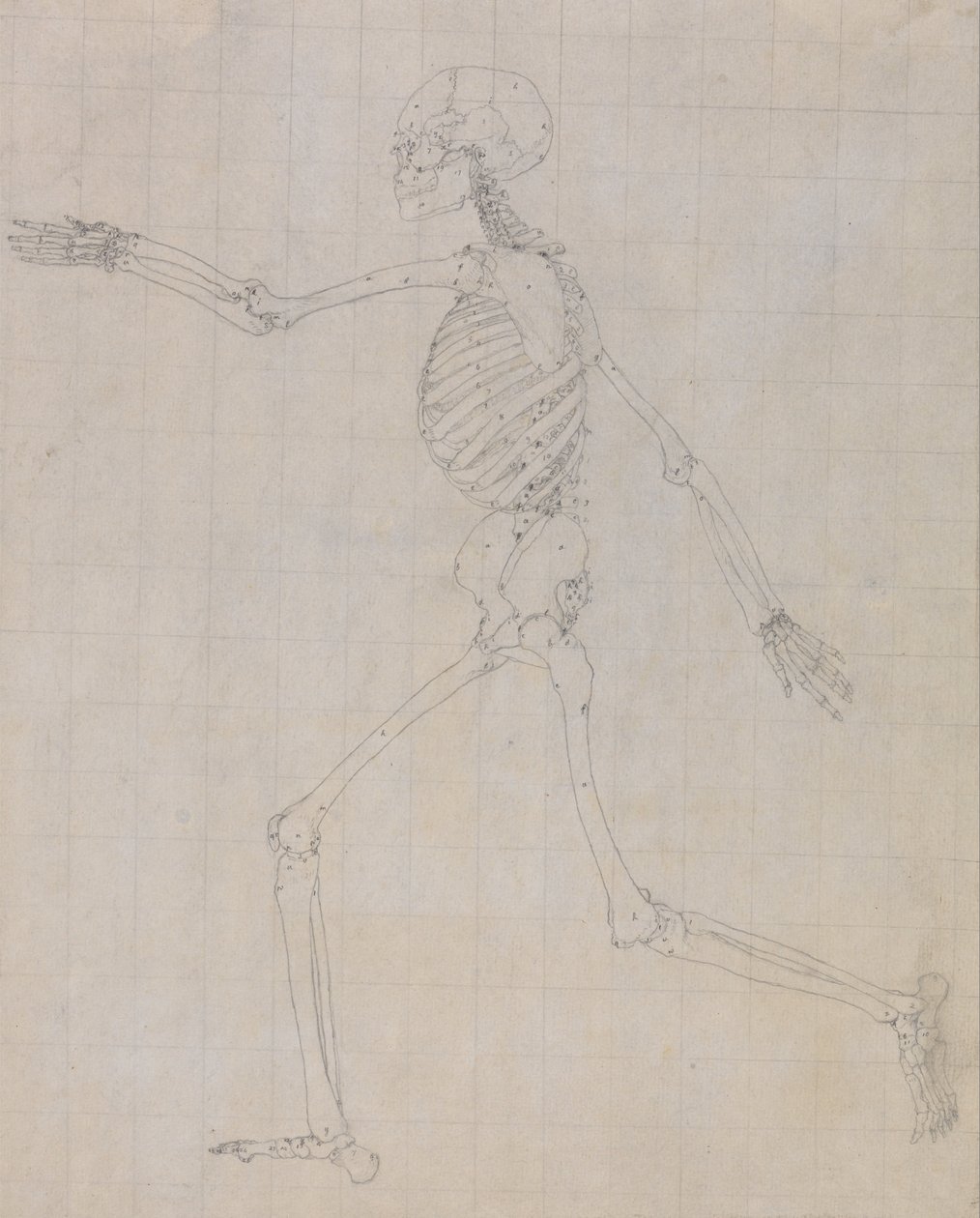 Een vergelijkende anatomische uiteenzetting van de structuur van het menselijk lichaam met dat van een tijger en een hoender: Menselijk skelet, zijaanzicht (schets van het skelet voor de sleutelfiguur bij tabel III) door George Stubbs