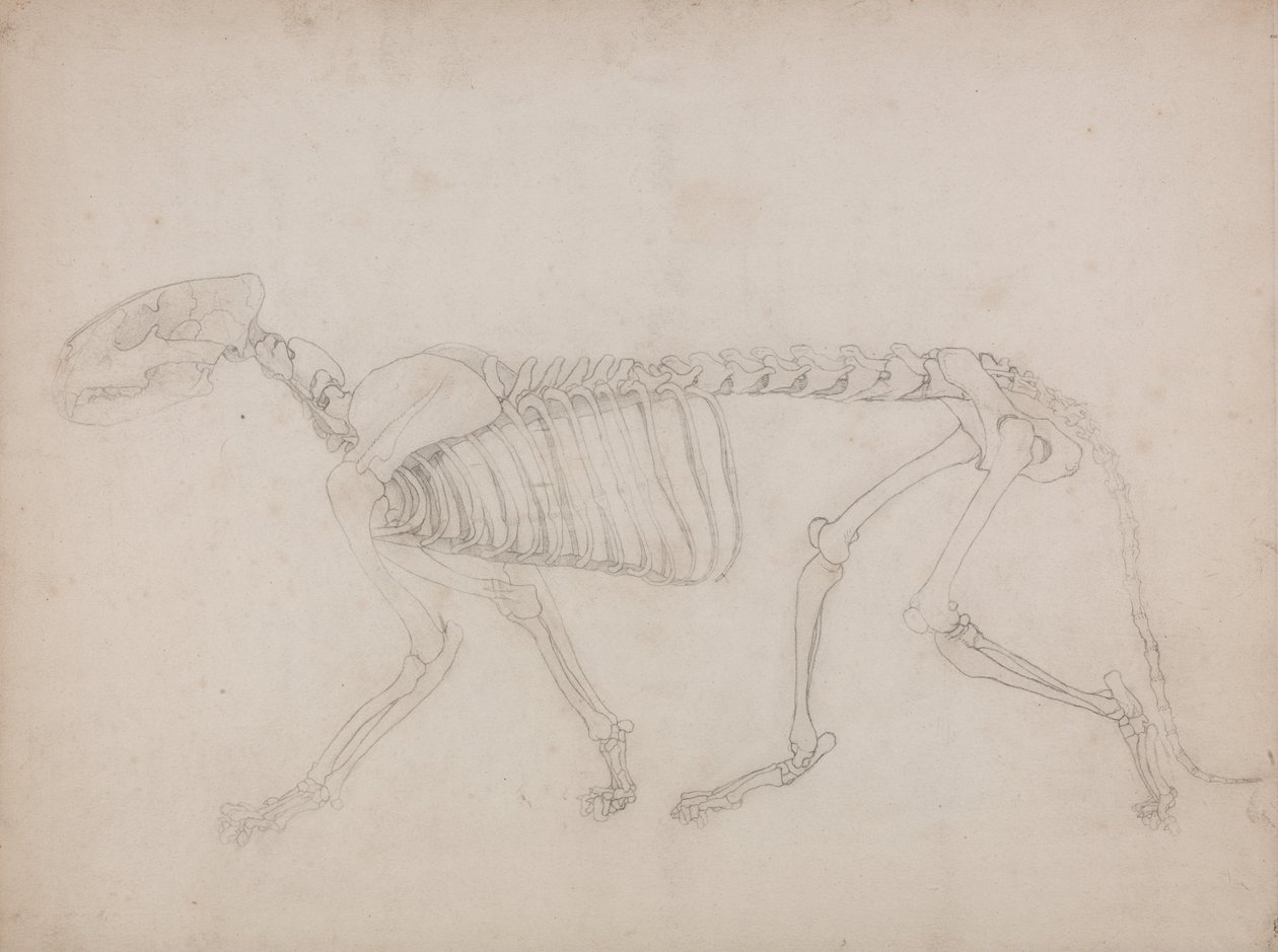 Een vergelijkende anatomische uiteenzetting van de structuur van het menselijk lichaam met dat van een tijger en een hoender: Tijgerskelet, zijaanzicht door George Stubbs