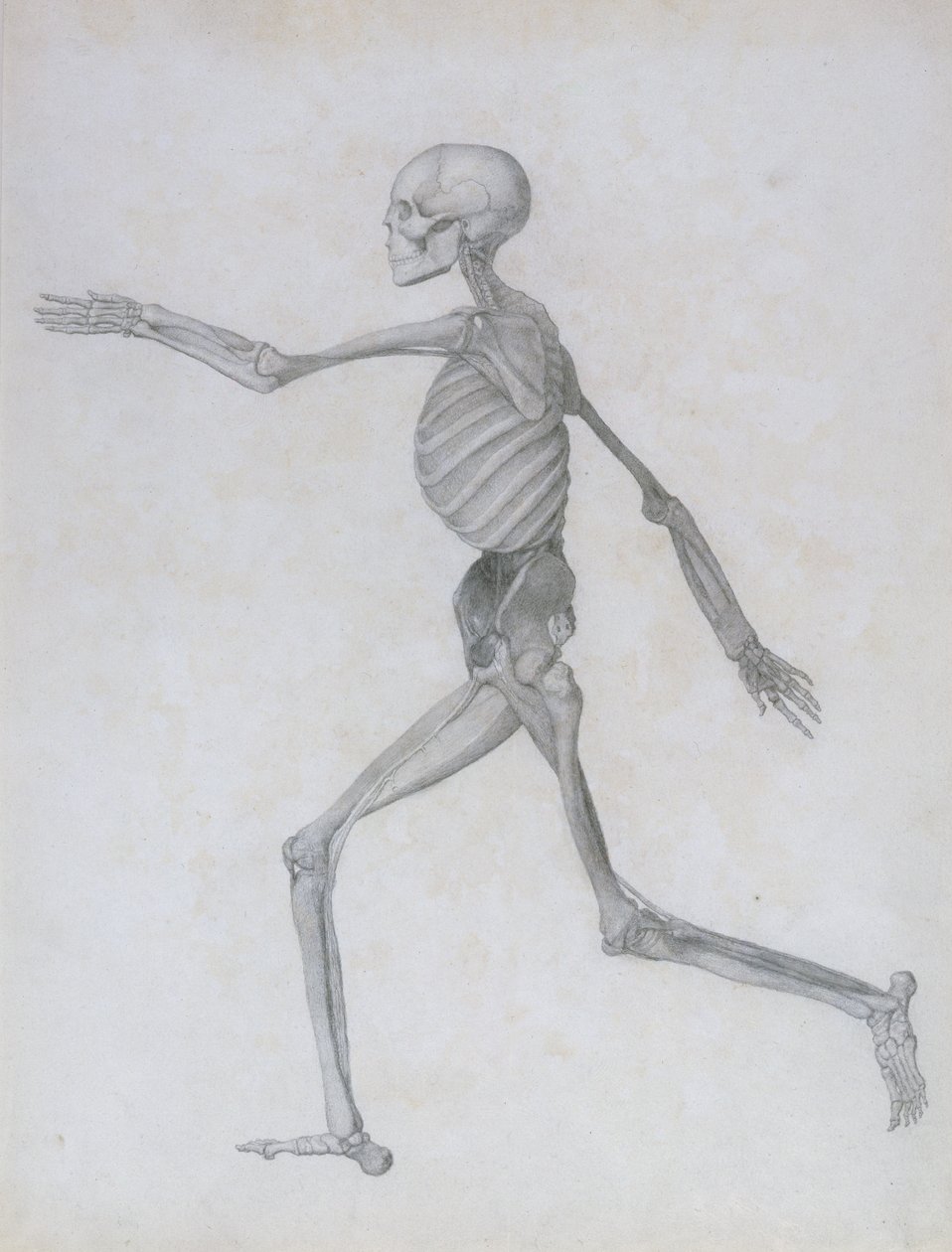 Een Vergelijkende Anatomische Expositie van de Structuur van het Menselijk Lichaam met die van een Tijger en een Gewone Vogel: Menselijke figuur, Zijaanzicht, 1795-1806 door George Stubbs