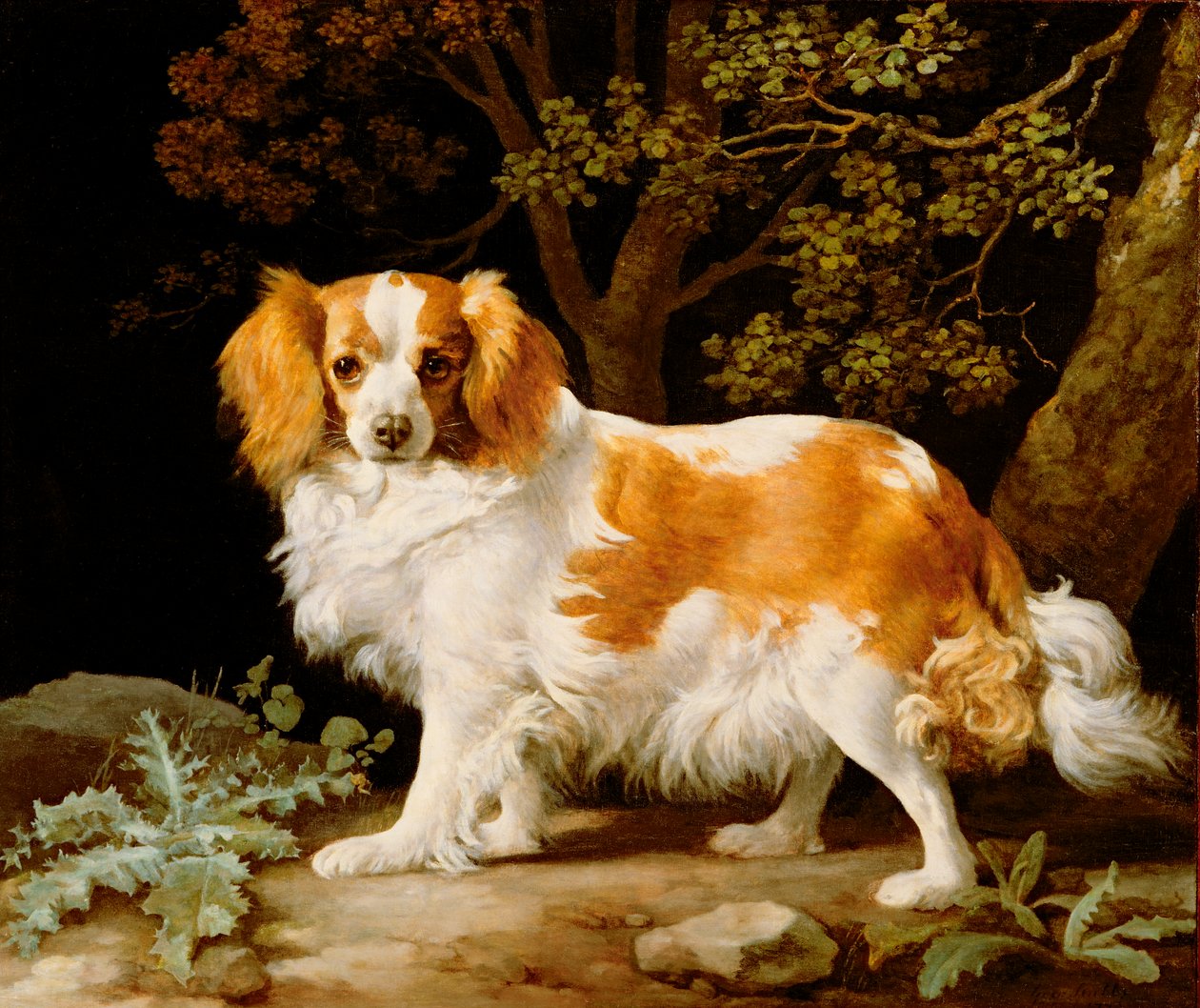 Een Lever- en Witte King Charles Spaniel in een Boslandschap door George Stubbs