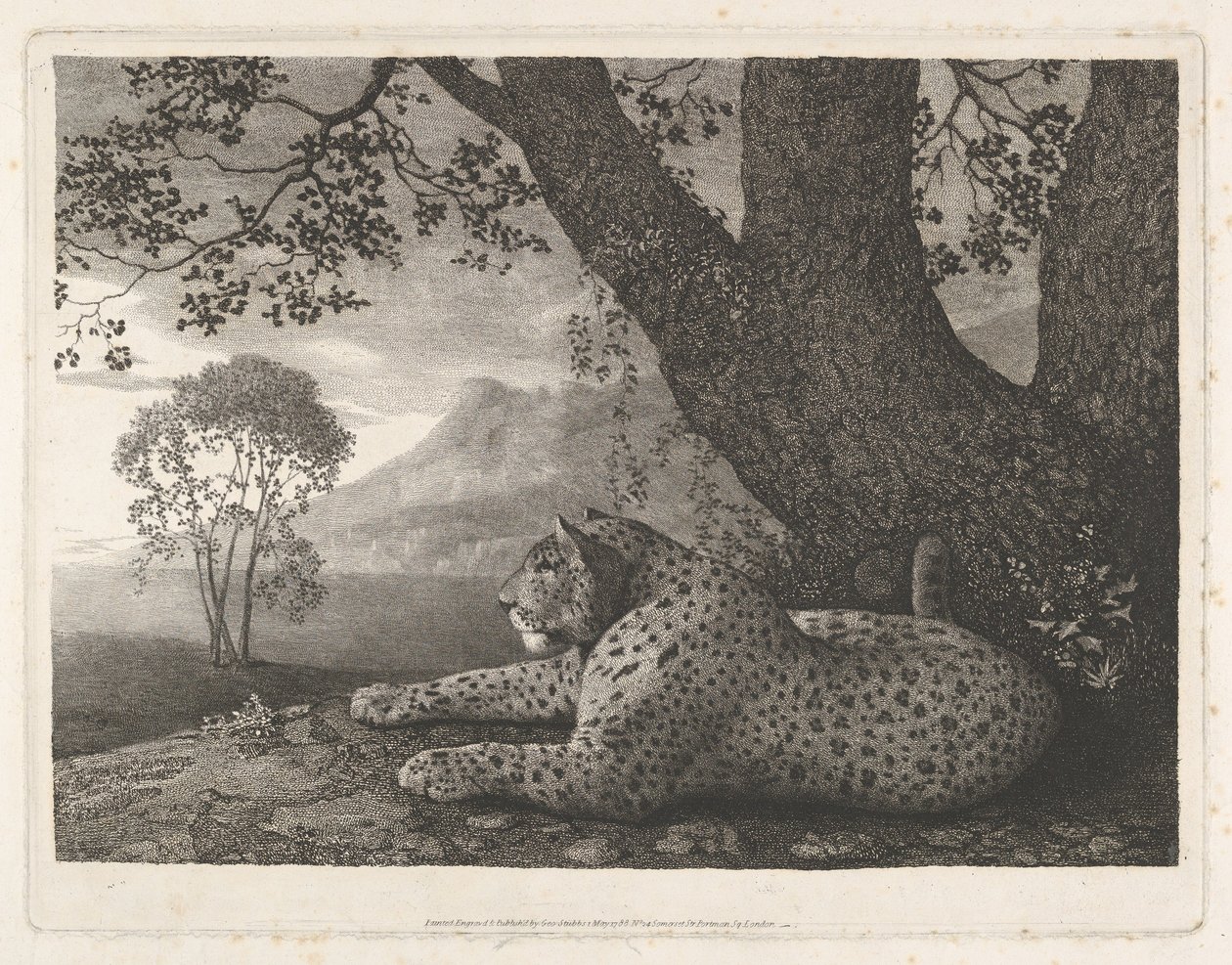 Een tijger (een liggende luipaard bij een boom) door George Stubbs