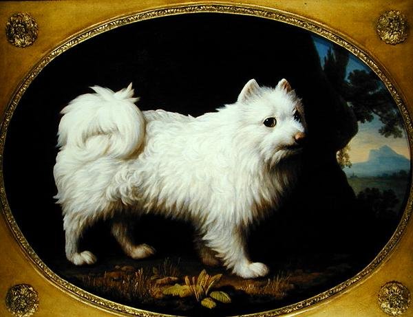 Een Witte Spitz, c.1770 door George Stubbs