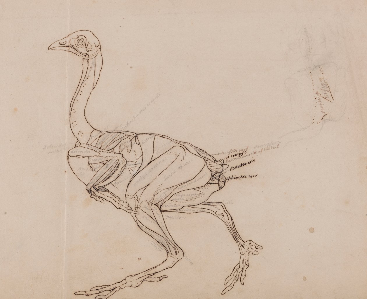 Dorking hen lichaam, zijaanzicht door George Stubbs