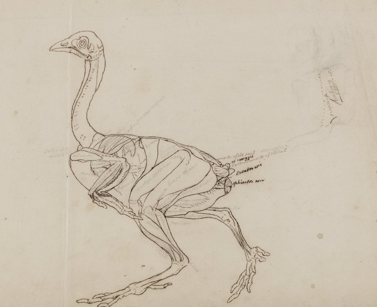 Dorking Hen Body, zijaanzicht, uit 