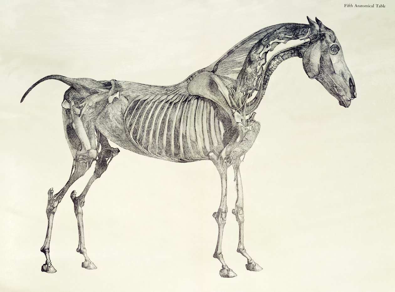 Vijfde Anatomische Tafel, uit 