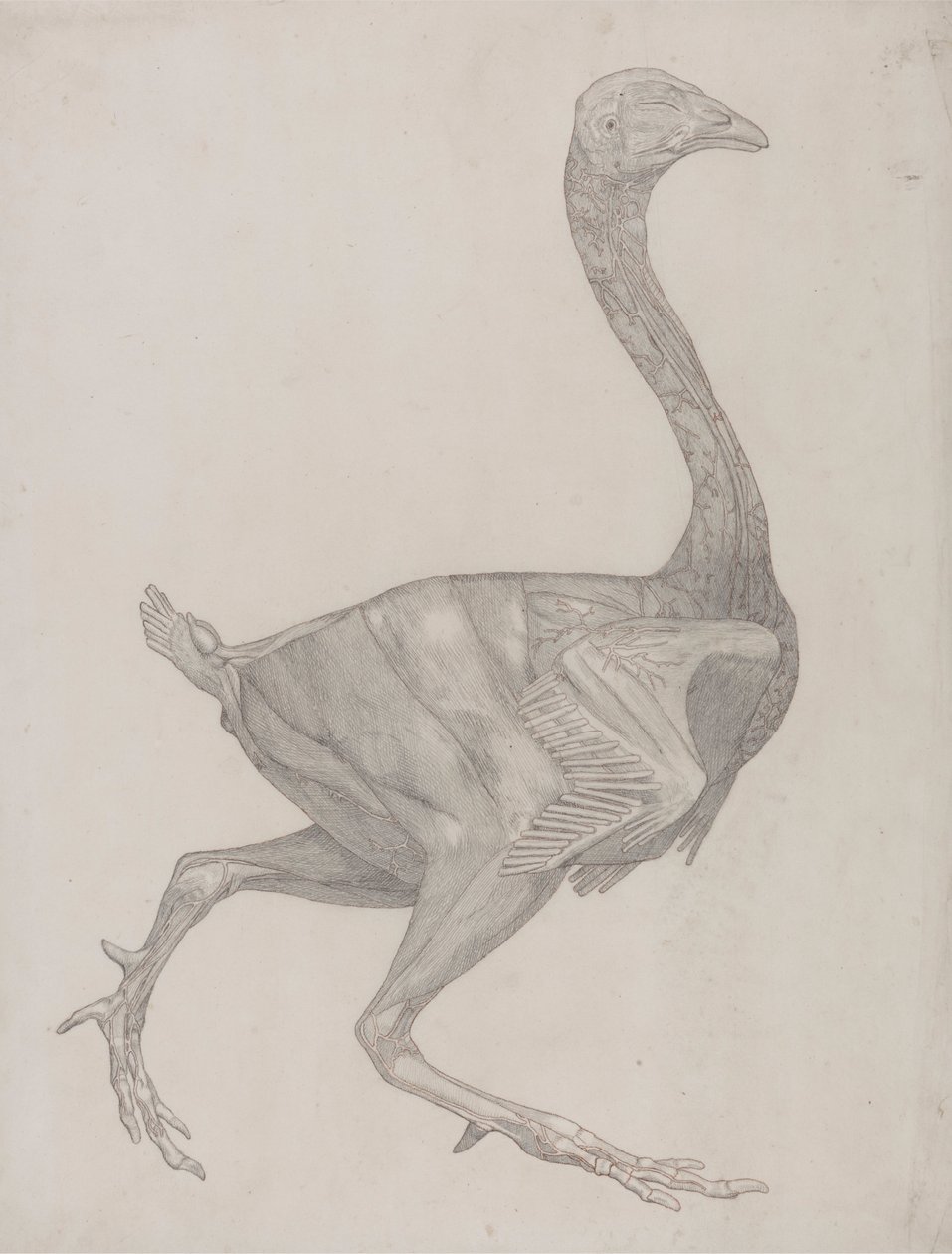 Vogellichaam, lateraal aanzicht door George Stubbs