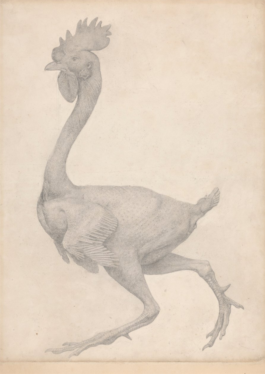 Vogel, Lateraal Aanzicht met de Meeste Veren Verwijderd (Afgewerkte Studie voor Tafel X) door George Stubbs