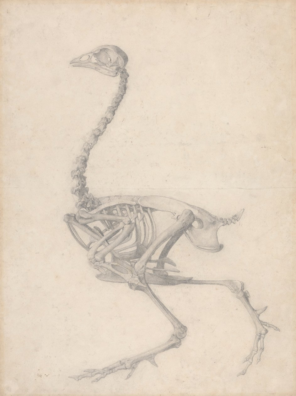 Vogelskelet, zijaanzicht (Voltooide studie voor Tafel V) door George Stubbs