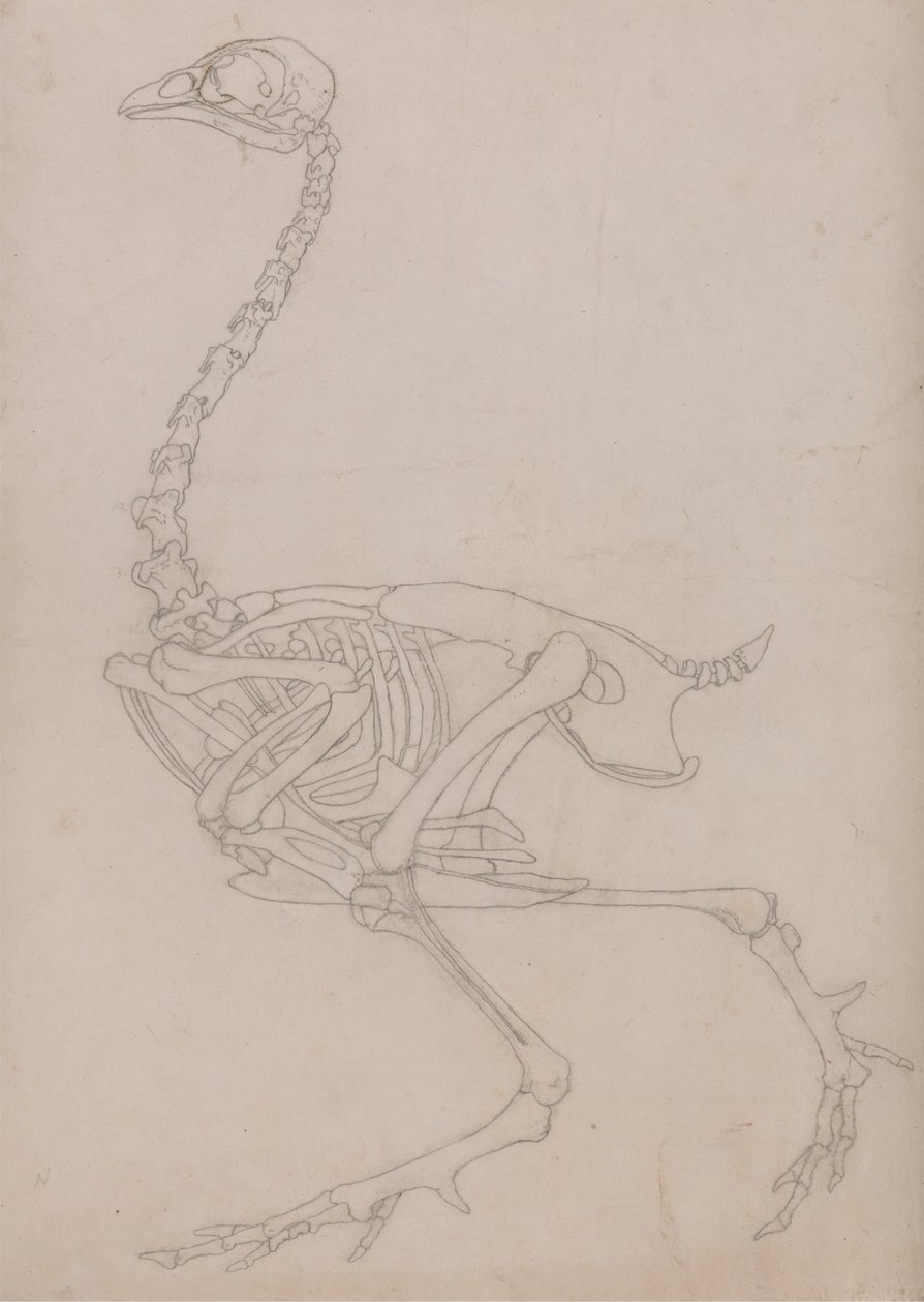 Vogelskelet, lateraal aanzicht (Omlijningstekening van het skelet voorbereid voor de sleutelafbeelding van Tabel V) door George Stubbs