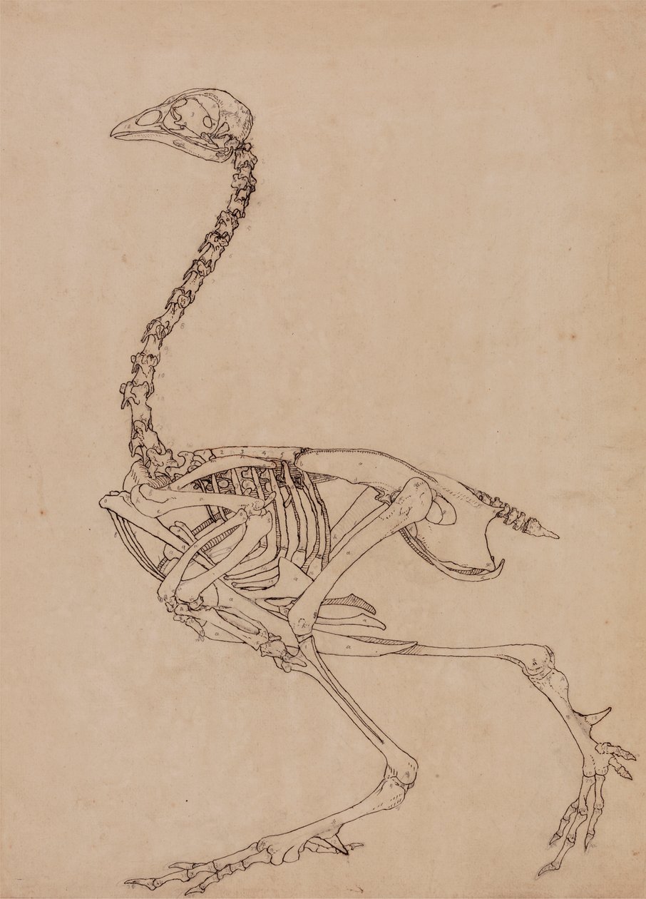 Vogelskelet, lateraal aanzicht door George Stubbs